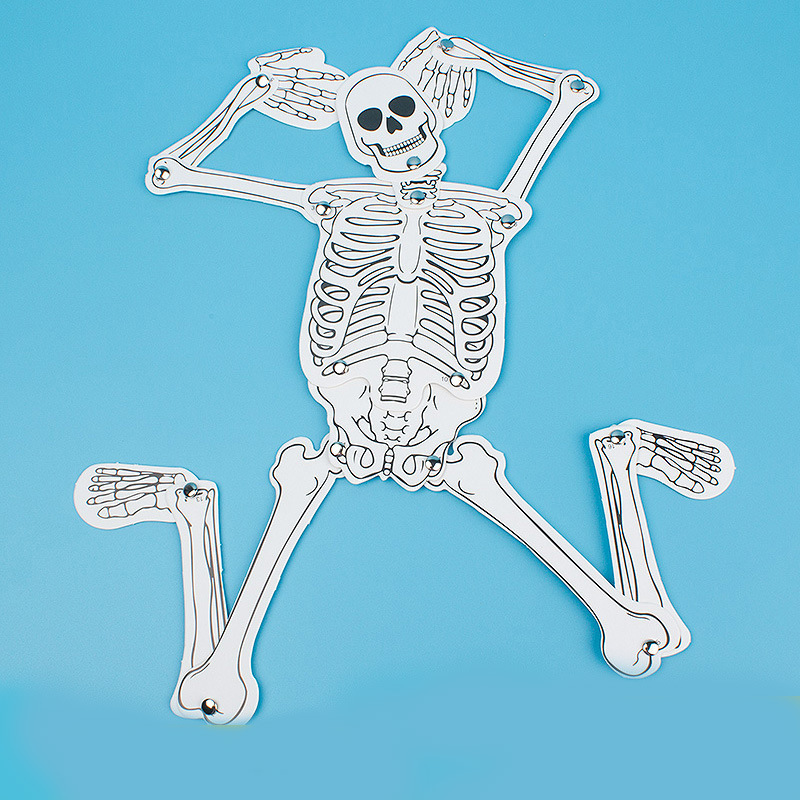 Human Skeleton Primary and Secondary School Physiological Cognition DIY Model Assembly Learning Material Package