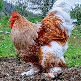 婆罗门鸡活体观赏养殖受精种蛋观赏鸡观赏鸡活体宠物婆罗门鸡