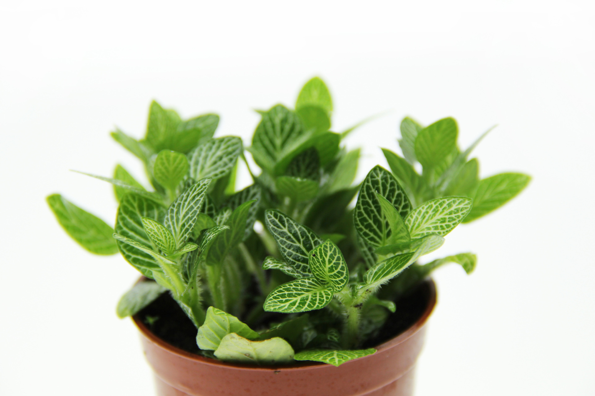 微景观植物 白色网纹草 白天使网纹草 80号盆 室内迷你小盆栽