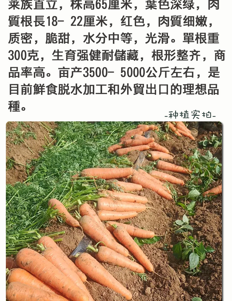 贝娅斯红福七寸胡萝卜种子 农田菜园盆栽种植蔬菜水果胡萝卜籽