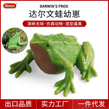 仿真实心小达尔文青蛙玩具模型两栖动物牛蛙蝌蚪科教认知教具礼物