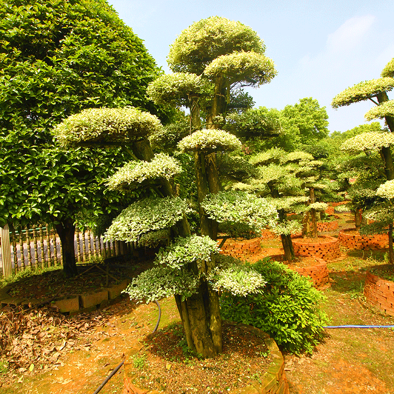 造型金姬女贞桩 园林造型树金姬小蜡景观乔木绿化风景树苗批发