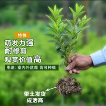 毛杜鹃花室外彩色绿篱庭院绿化植物四季开花长青园林别墅