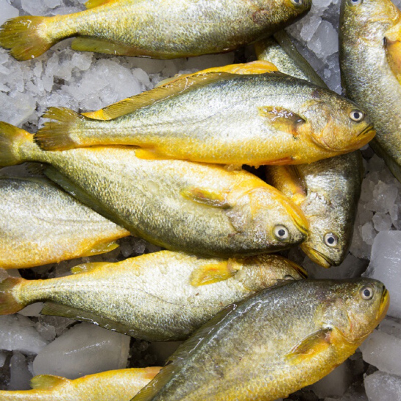 野生大黄鱼海鱼-野生大黄鱼海鱼厂家,品牌,图片,热帖-阿里巴巴