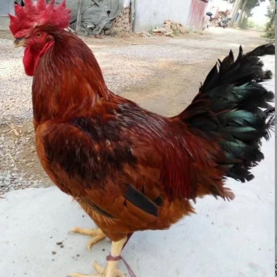 纯种九斤红散养大红公鸡土鸡九斤红大公鸡现货包活到家-阿里巴巴