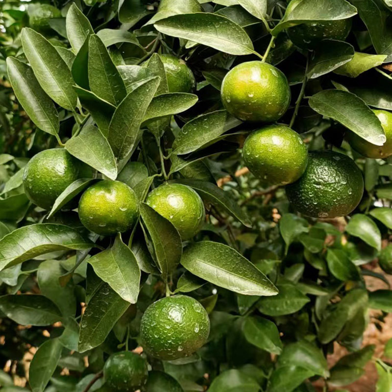 广西清香蜜桔纯甜清香茶橘巴西柑新鲜水果青皮橘青香青龙桔批发
