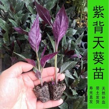 紫背天葵苗种子籽孑红背菜观音菜苗四季蔬菜阳台盆栽血皮菜菜