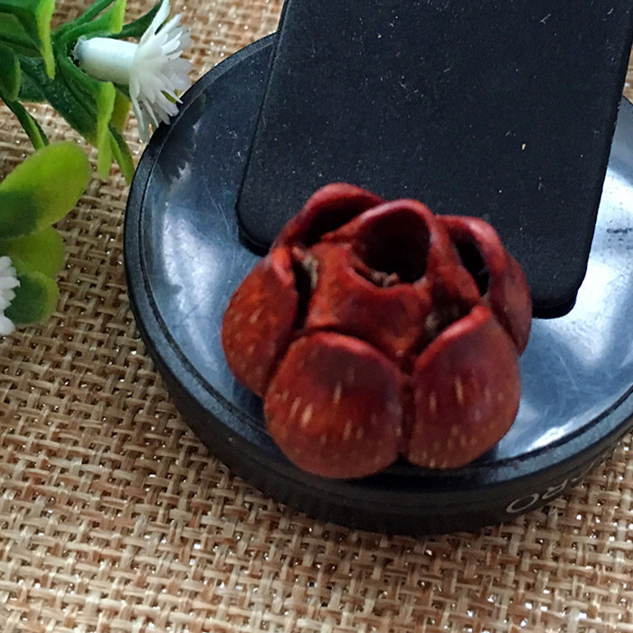 滴血莲花菩提子单颗成品吊坠手串 单颗精品原籽单颗5 6 7 8 9瓣