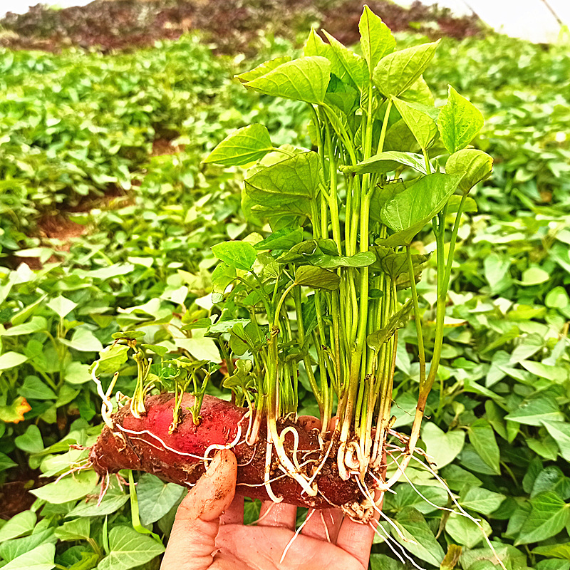蜜薯苗紫薯苗西瓜红秧苗山东烟薯25苗红薯苗一点红薯苗100棵