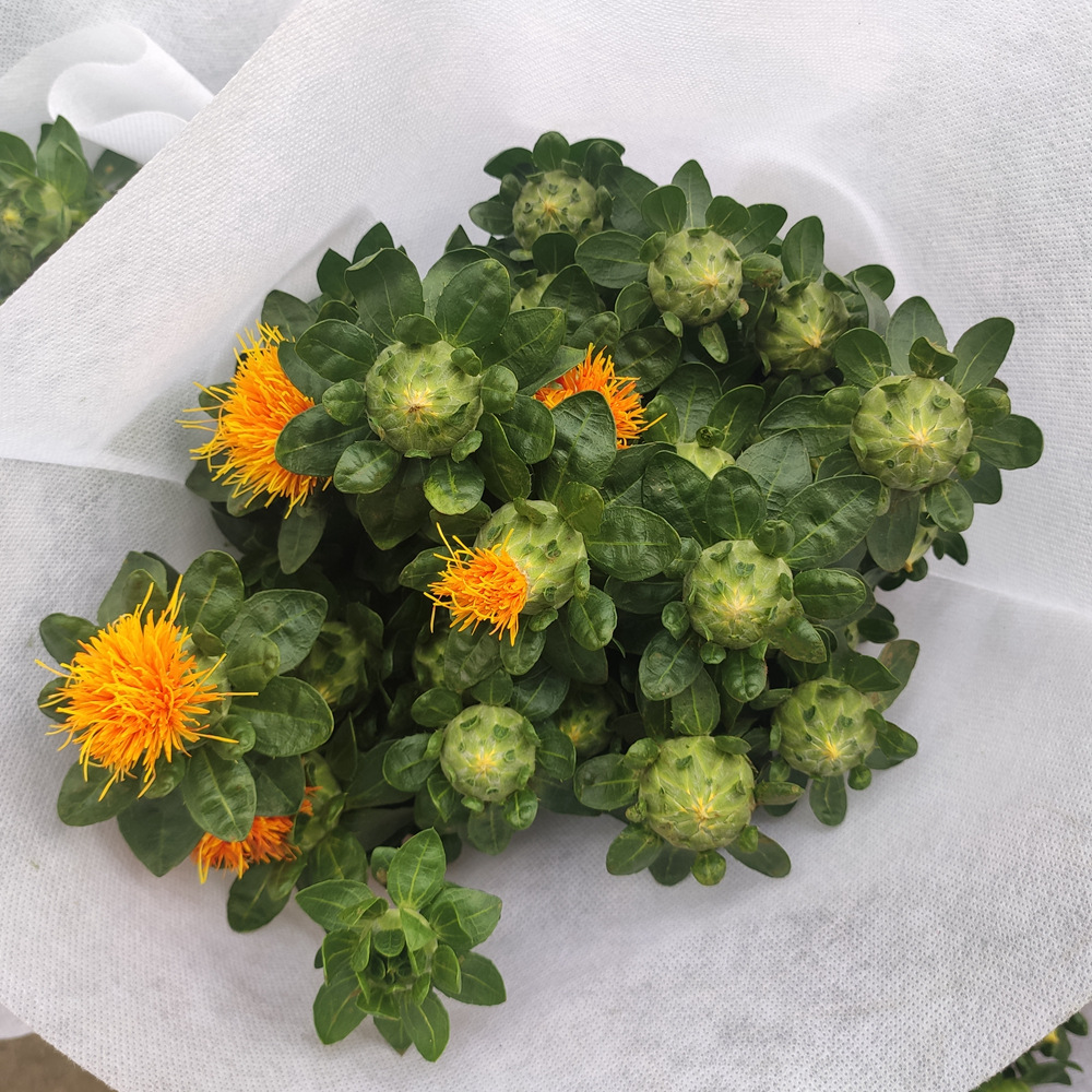 【橙菠萝】花店 云南昆明斗南鲜切花基地直发批发配花橙菠萝