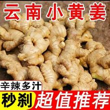 【正宗小黄姜】正宗小黄姜本地新鲜蔬菜生姜新鲜现挖生姜整箱批发