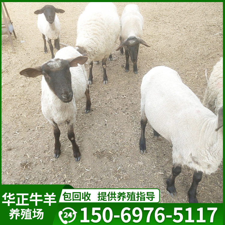 白头萨福克羊哪里买 萨福克种羊多少钱一只 萨福克羊