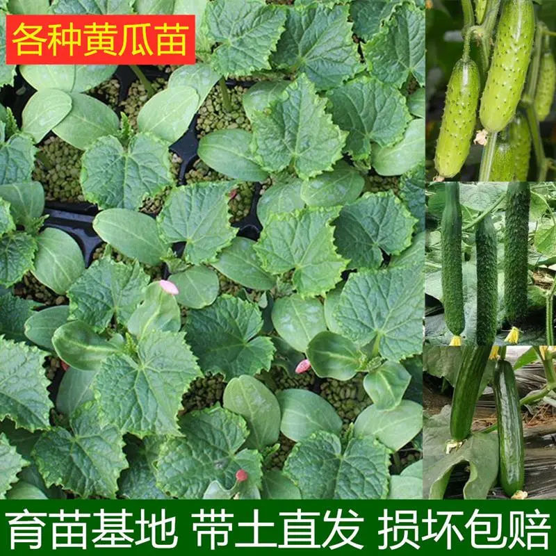 高产水果黄瓜苗青瓜吊瓜无刺瓜地爬黄瓜秧苗带土四季苗盆栽苗