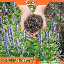 藿香种子药材种子新产可食用解暑霍香花坛香草种子多年生藿香种籽