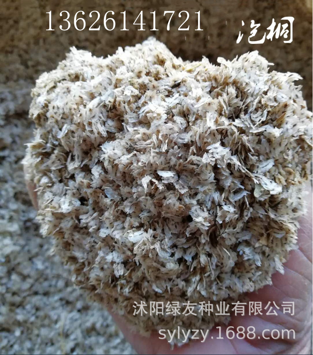 批发泡桐种子白花泡桐大果泡桐空桐木落叶乔木