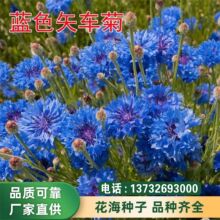 批发矢车菊种子波斯菊园林公园景观花海美丽乡村绿化四季易种易活