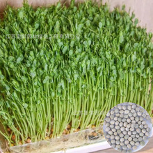 芽苗菜种子豌豆种子绿豌豆种白豌豆麻豌豆水培无土豌豆苗货到付款