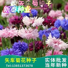 矢车菊花种四季易种活蓝色矢车菊种子室外庭院绿化耐寒花卉种籽子