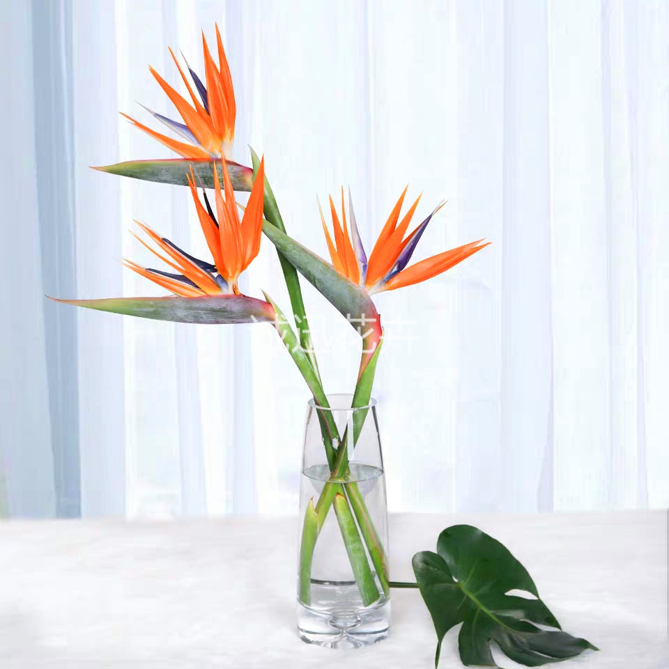 云南鲜花批发 花卉基地鲜切花直批天堂鸟鹤望兰 花店花束批发