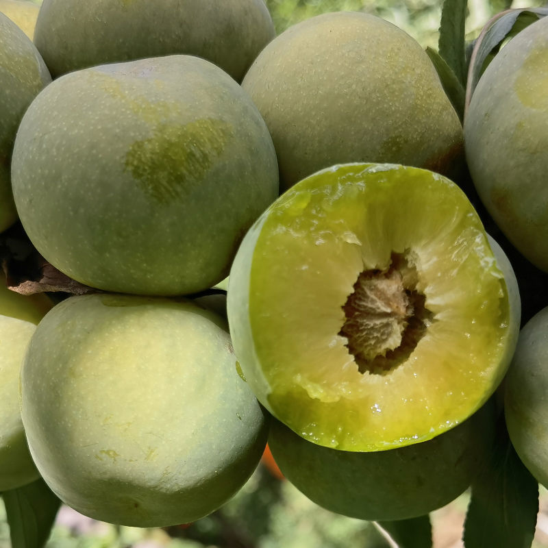 靠谱四川脱骨李青脆李土李子四川李子红脆李江安李茵红李半边红