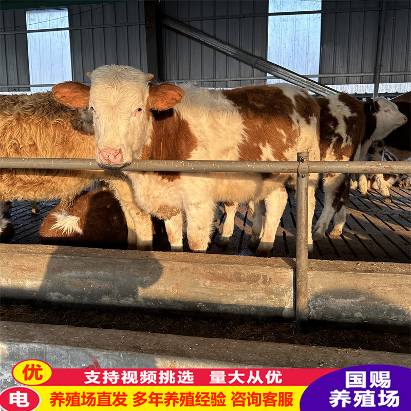 商丘肉牛犊 西门塔尔小牛出售 小牛犊活体鲁西黄牛6个月西门塔尔