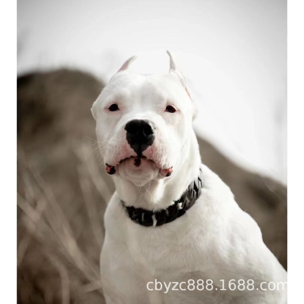 纯种杜高犬活体幼犬阿根廷猎犬幼崽大型猛犬杜高犬狗狗巨型护卫犬