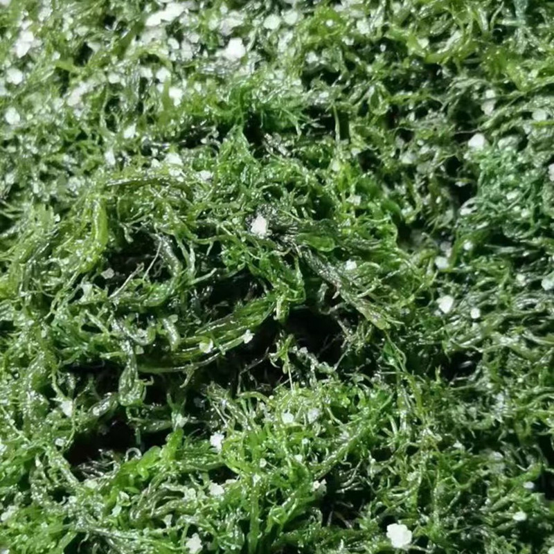 海花之秀龙须菜3_副本