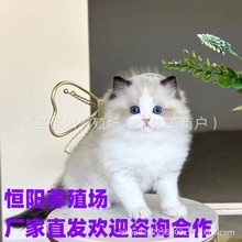 小猫咪活体幼猫纯种布偶猫幼猫海双布偶猫活体蓝双布偶猫山猫布偶