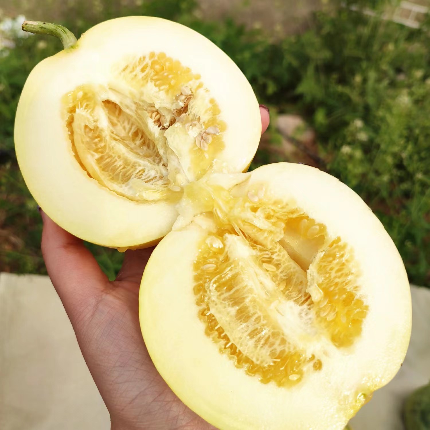 9成交0箱山东羊角蜜甜瓜新鲜孕妇水果应季头茬现摘酥脆甜蜜瓜脆瓜香瓜