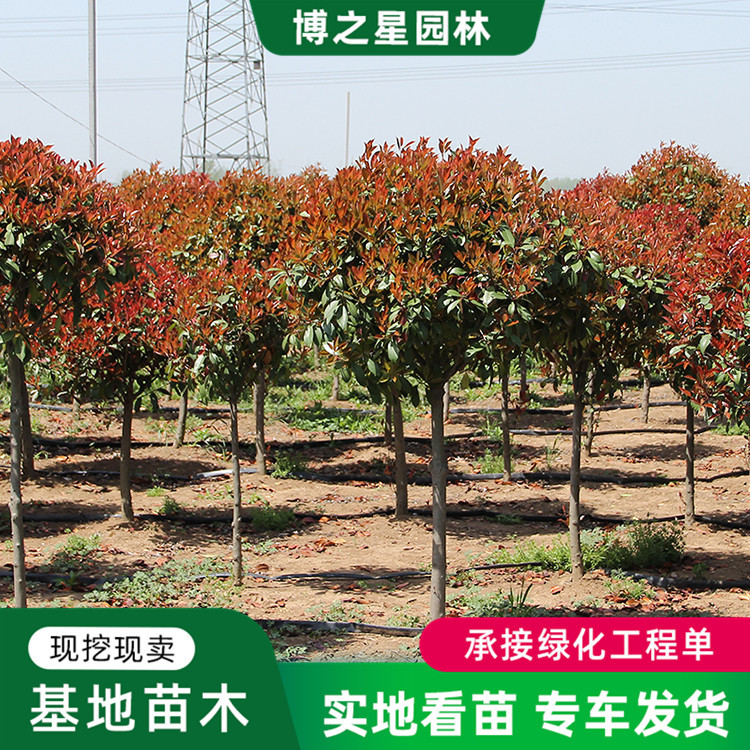 高杆红叶石楠球批发工程绿化苗木庭院绿篱独杆红叶石楠树苗-阿里巴巴