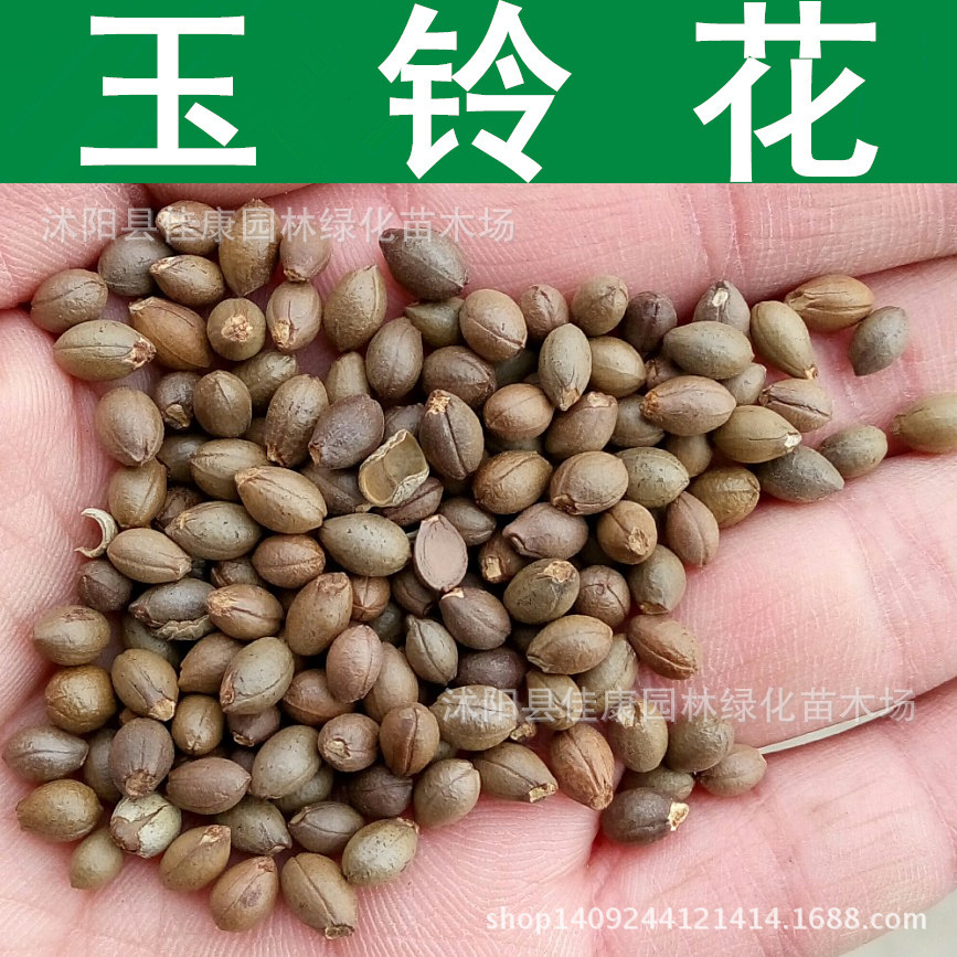 林木种子 玉铃花种子 玉玲花树种子 行道树种 1件=1斤-阿里巴巴