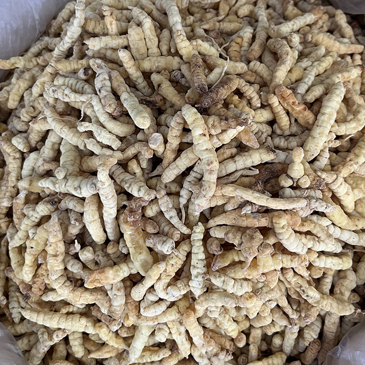 批发地蚕 产地货源白虫草-阿里巴巴