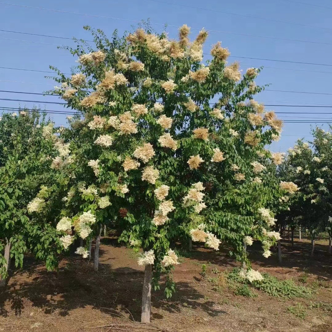 暴马丁香丛生暴马丁香落叶乔木花期长花朵多暴马丁香树苗-阿里巴巴