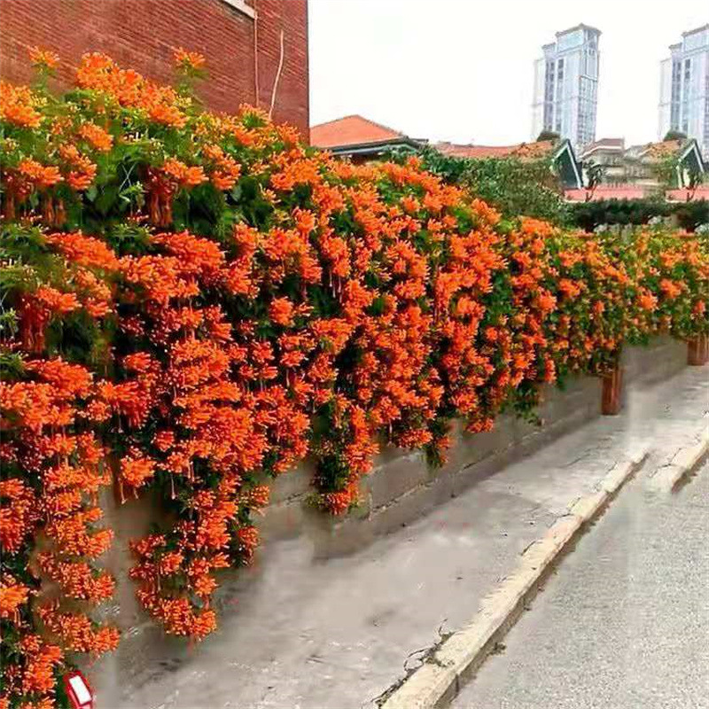 爬墙花卉炮仗花苗攀爬凌霄花苗四季爬藤植物围墙牵藤庭院开花易活耐寒