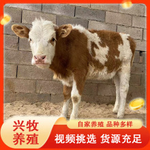 肉牛苗饲养肉牛西门塔尔牛改良肉牛犊价格 四元杂交牛鲁西黄牛