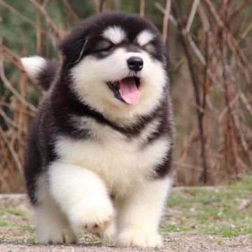 纯种阿拉斯加雪橇犬幼犬活体大型长毛雪橇犬可爱宠物狗狗灰桃色狗