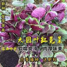 红苋菜种子 圆叶 庭院种菜阳台盆栽蔬菜籽 红米苋 耐热易种四季播