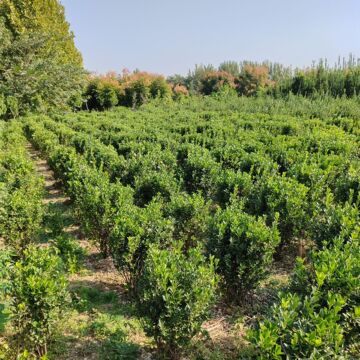 龟甲冬青球 小区行道绿化 冬青球树苗大叶黄杨地栽耐寒植物