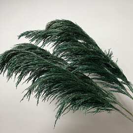 工厂批发永生花铁杆芦苇黄色 绿色 蓝色 橙色大芦苇婚庆用品干花