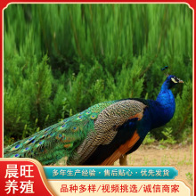 种孔雀二米长的大长尾一只要什么价格花孔雀白孔雀蓝孔雀养殖回收