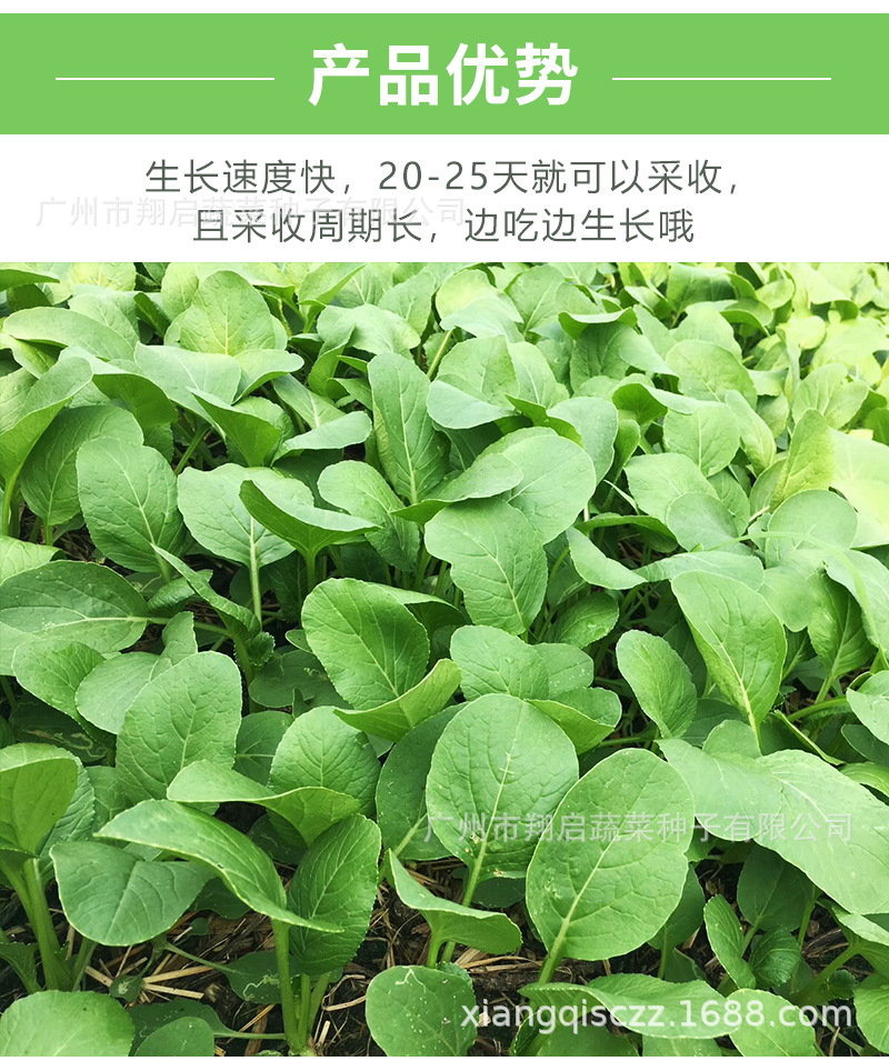 快大迟心菜心菜种籽广东甜菜心种孑四季耐热蔬菜种子青菜公司批发