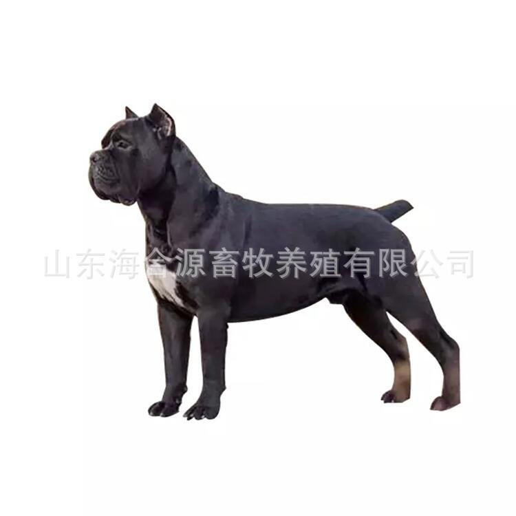 商品描述用途工作犬性别公体重10体型大型品种卡斯罗犬是否进口否