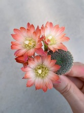 实生红刺赤凤红琥仙人球,批发价格优惠_阿里巴巴找货神器