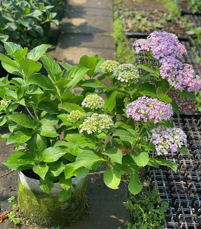 爆米花绣球阳台庭院耐阴植物八仙花小苗-阿里巴巴