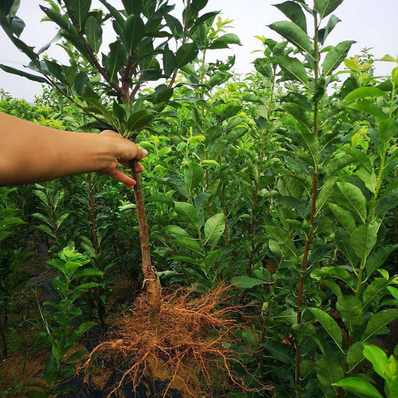 嫁接李子树苗 砂糖李树苗 六月脆李 南方李苗果树苗