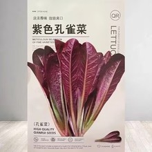 紫色孔雀罗马直立生菜种子紫色包心孔雀菜种籽精品四季可种蔬菜种