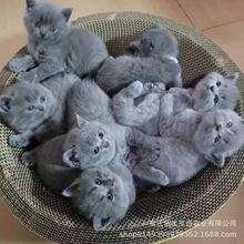 纯种蓝猫矮脚美短金银渐层猫咪活物小猫蓝白折耳布偶猫幼猫宠物猫