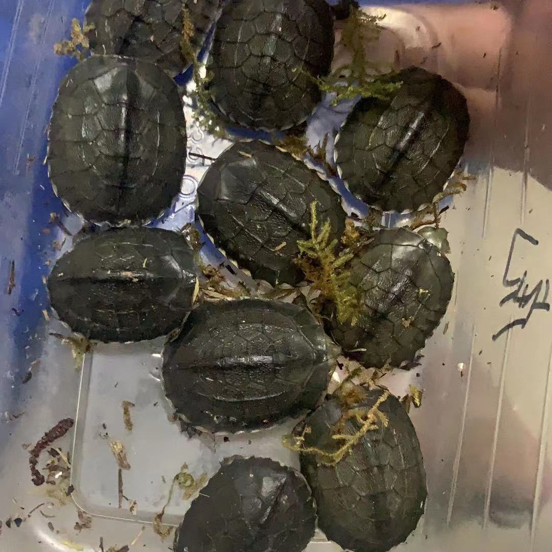 南石龟苗 招财石金钱龟发色龟粮 纯种南石种龟宠物龟招财镇宅风水