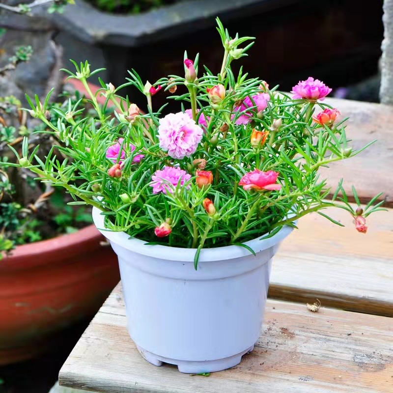 太阳花苗重瓣四季开花室内外阳台庭院盆栽植物好养易活花卉