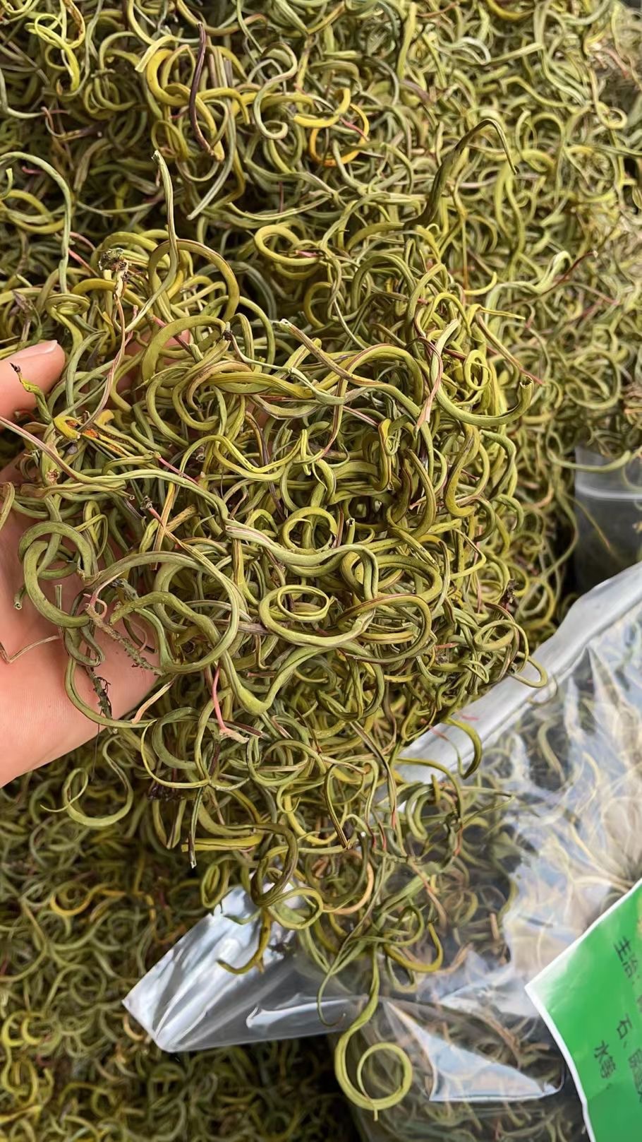 新货化石茶化石草肾精草茶中药材猫须草茶批发化石草